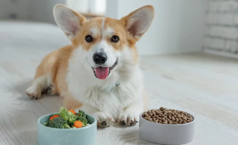  Os Benefícios da Alimentação Natural para os Cachorros: Cuidando da Saúde do seu Melhor Amigo