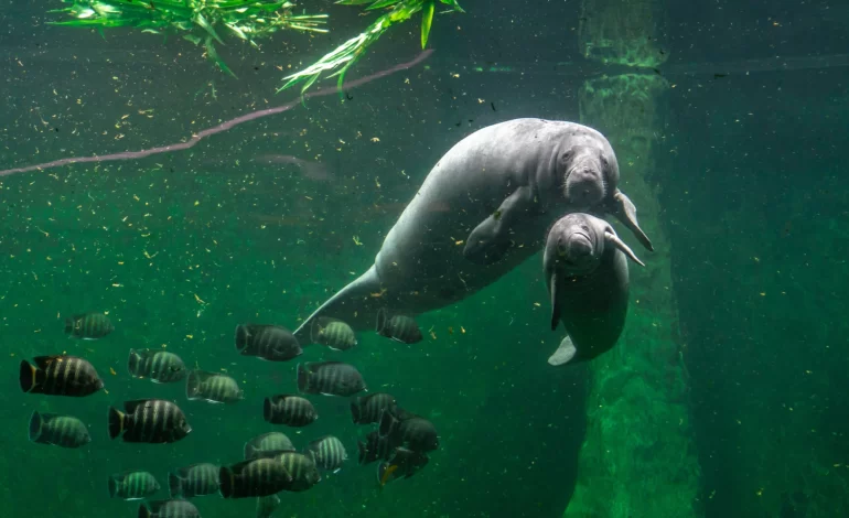  Peixe-bois da Flórida: O Fascinante Fenômeno de Dependência das Usinas Elétricas