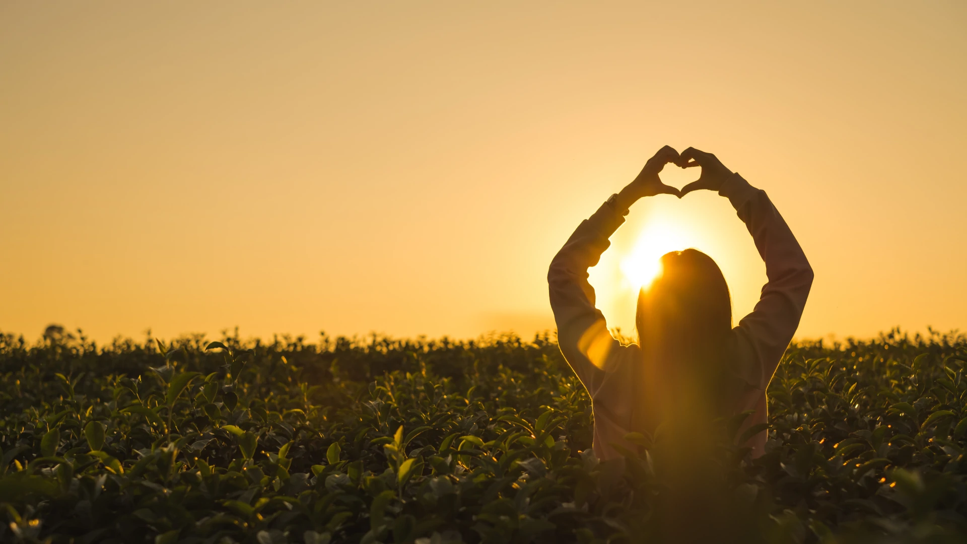 Como Cultivar Gratidão Diariamente